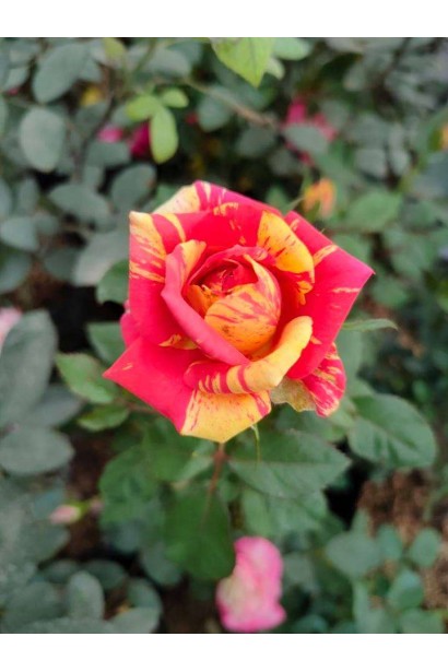 Троянда спрей Фаєр Флеш